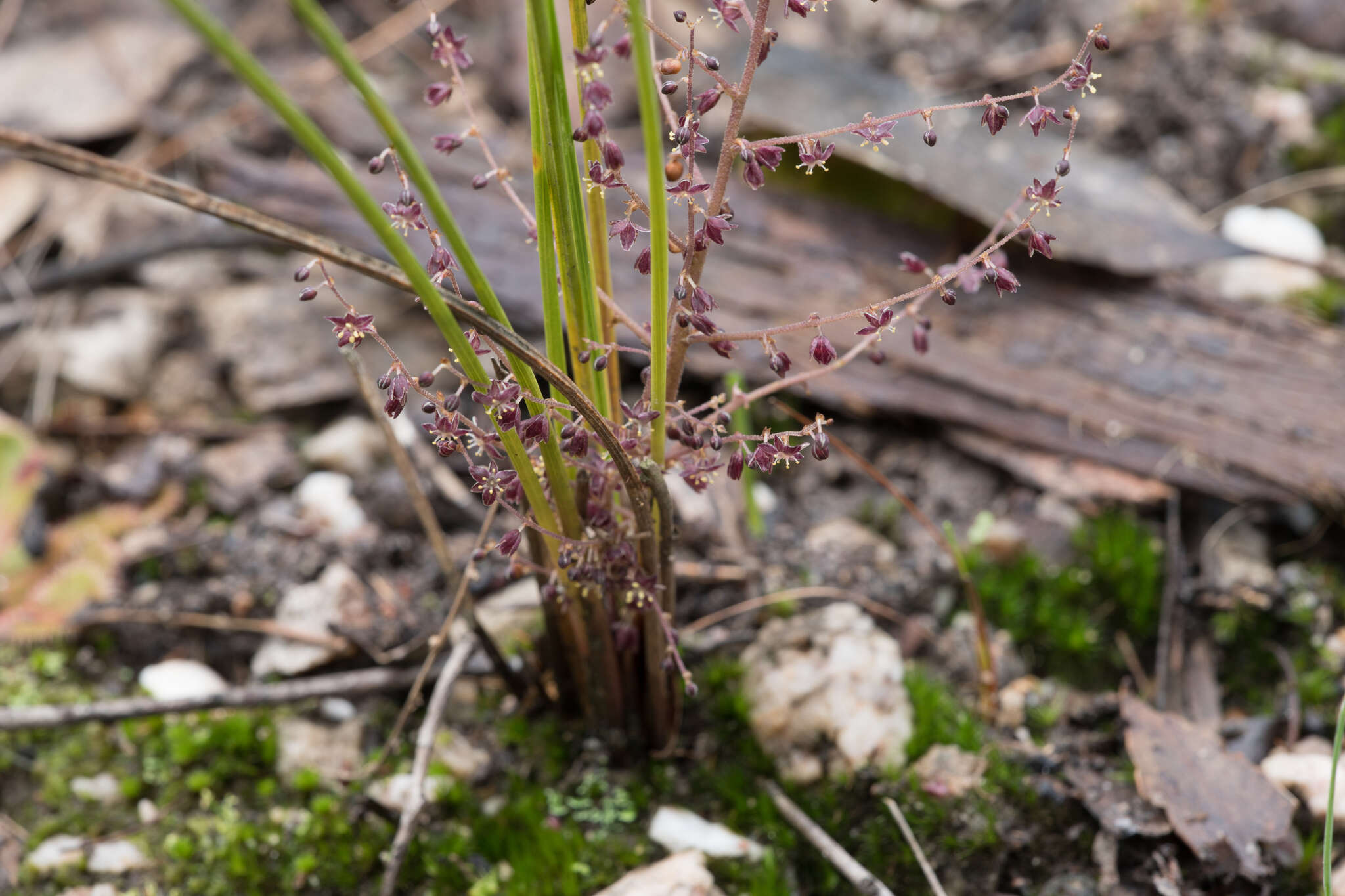 Image of Lomandra micrantha (Endl.) Ewart