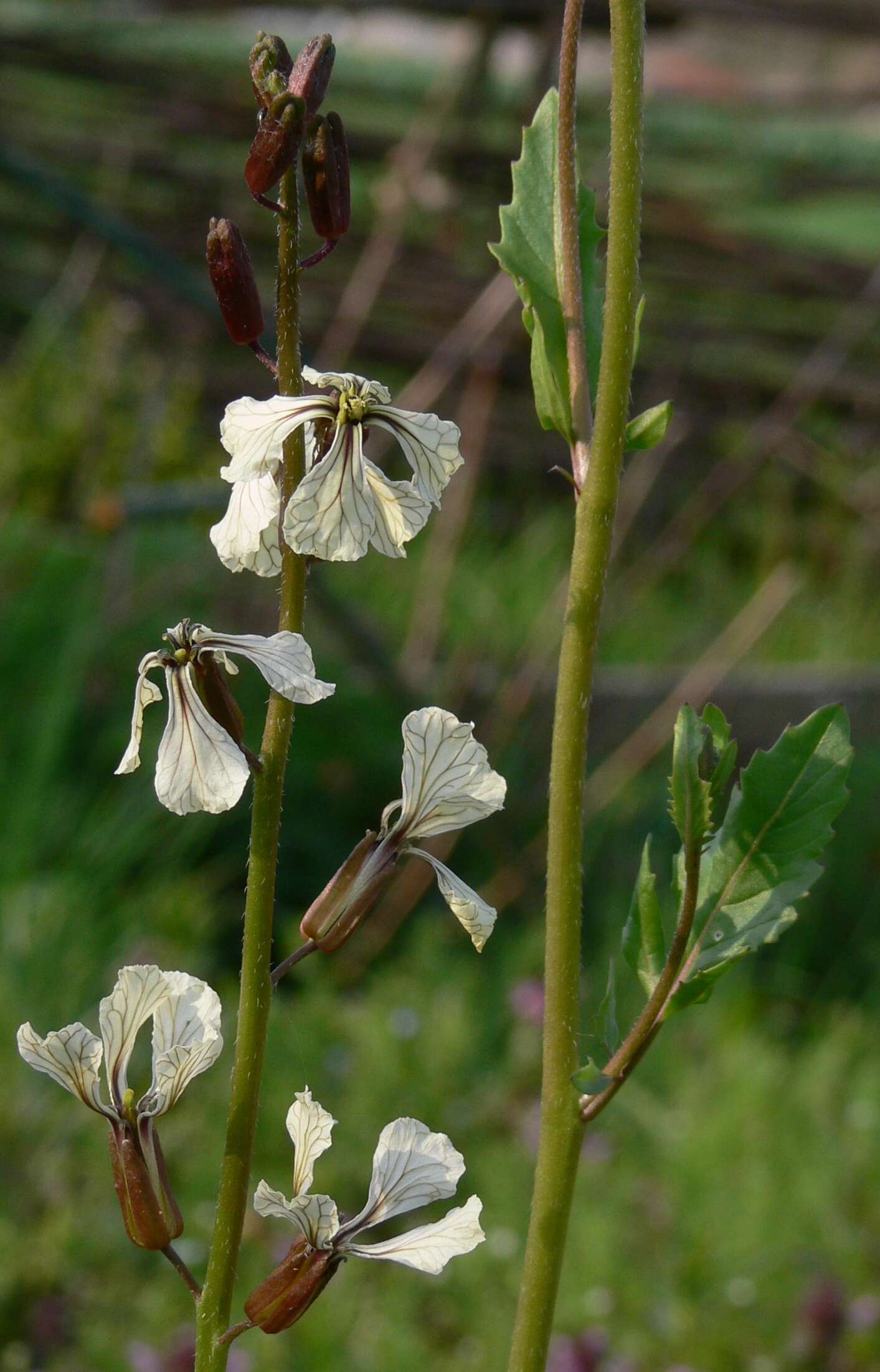 Image of Rocket salad