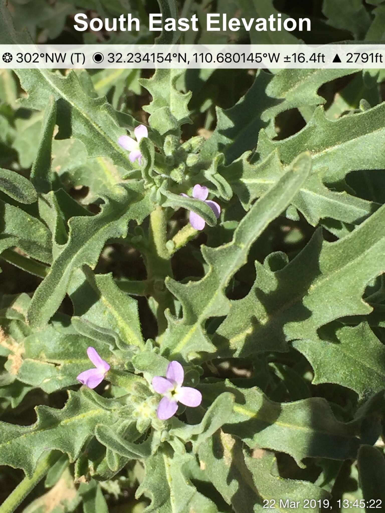 Image of Matthiola parviflora (Schousb.) W. T. Aiton