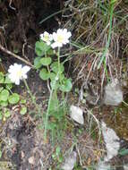 Слика од Achillea oxyloba (DC.) Sch. Bip.