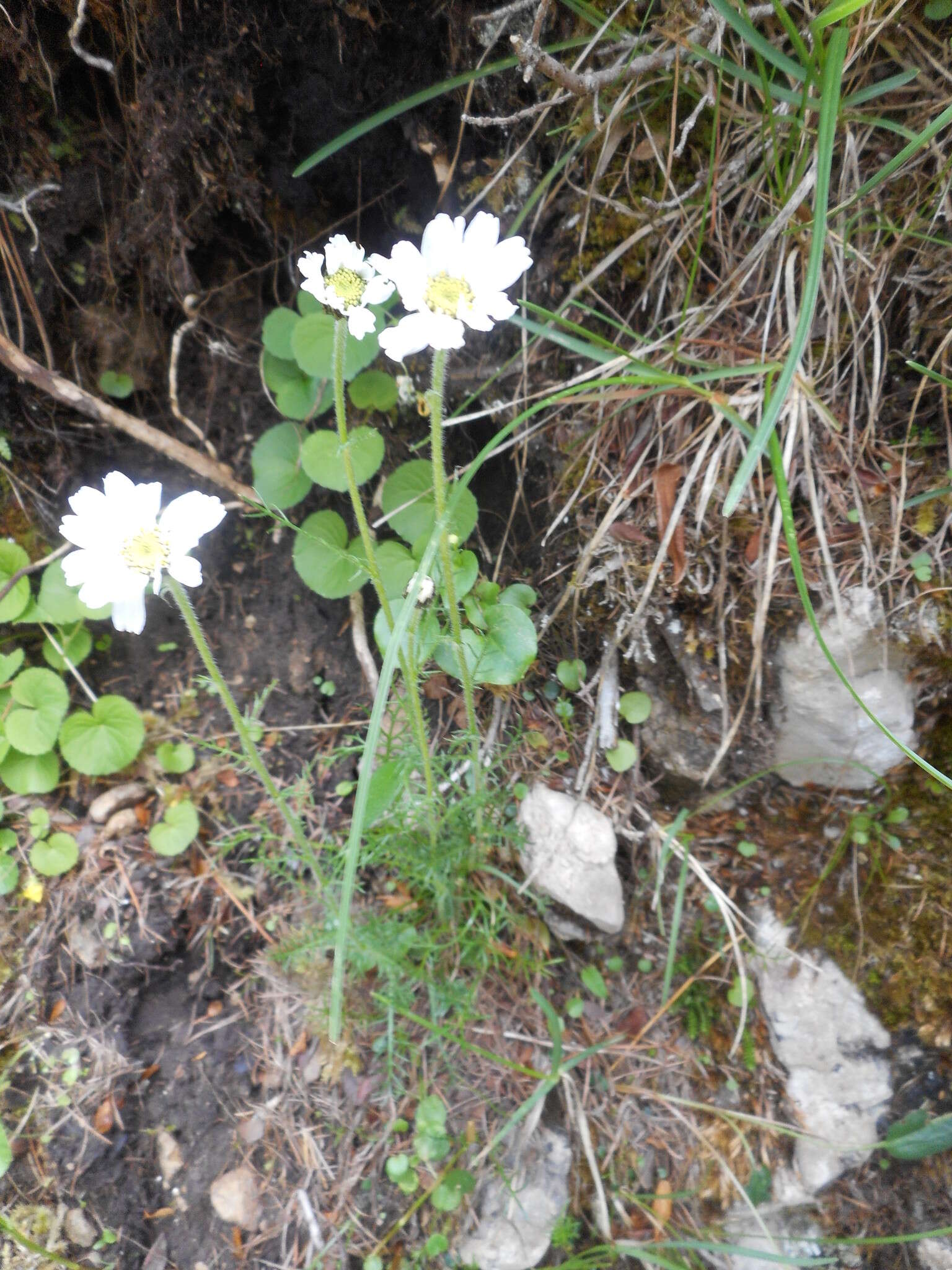 Слика од Achillea oxyloba (DC.) Sch. Bip.