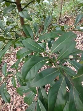 صورة Cryptocarya foetida R. T. Baker