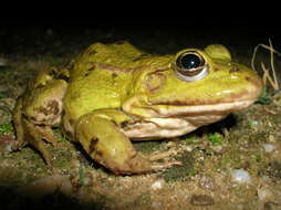 Image de Petite grenouille verte