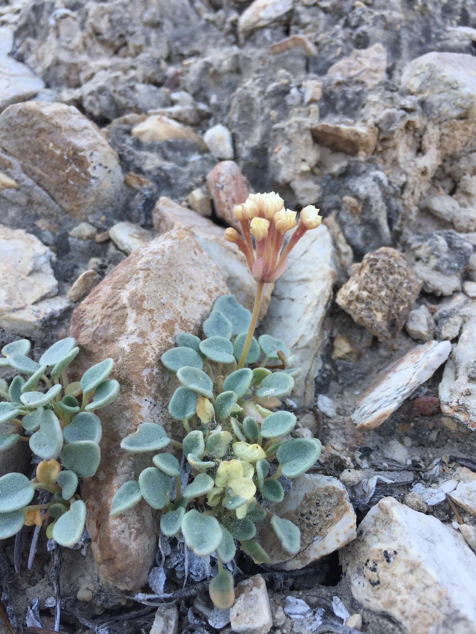 Image of Coville's dwarf sand verbena