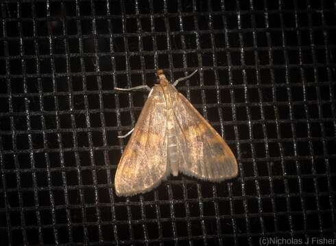 Rehimena surusalis Walker 1859的圖片