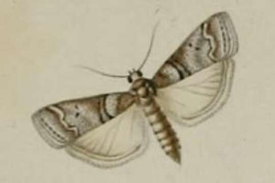 Image of Acrobasis romanella Millière 1869