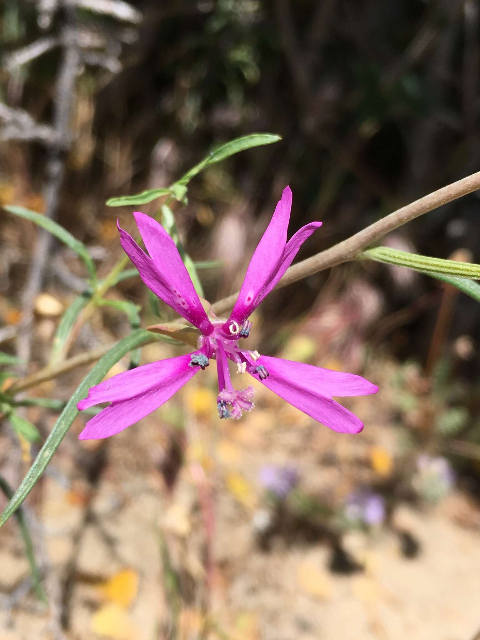 Image of Kern Canyon clarkia