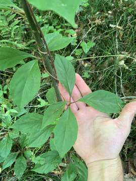 Image of bay starvine