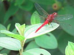 Imagem de Rhodothemis rufa (Rambur 1842)