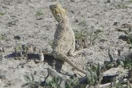 Image of Etosha Agama