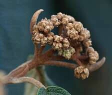 Plancia ëd Viburnum rhytidophyllum Hemsl. ex Forb. & Hemsl.