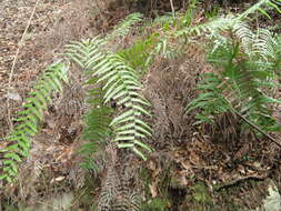 Image de Dryopteris erythrosora (D. C. Eat.) O. Kuntze