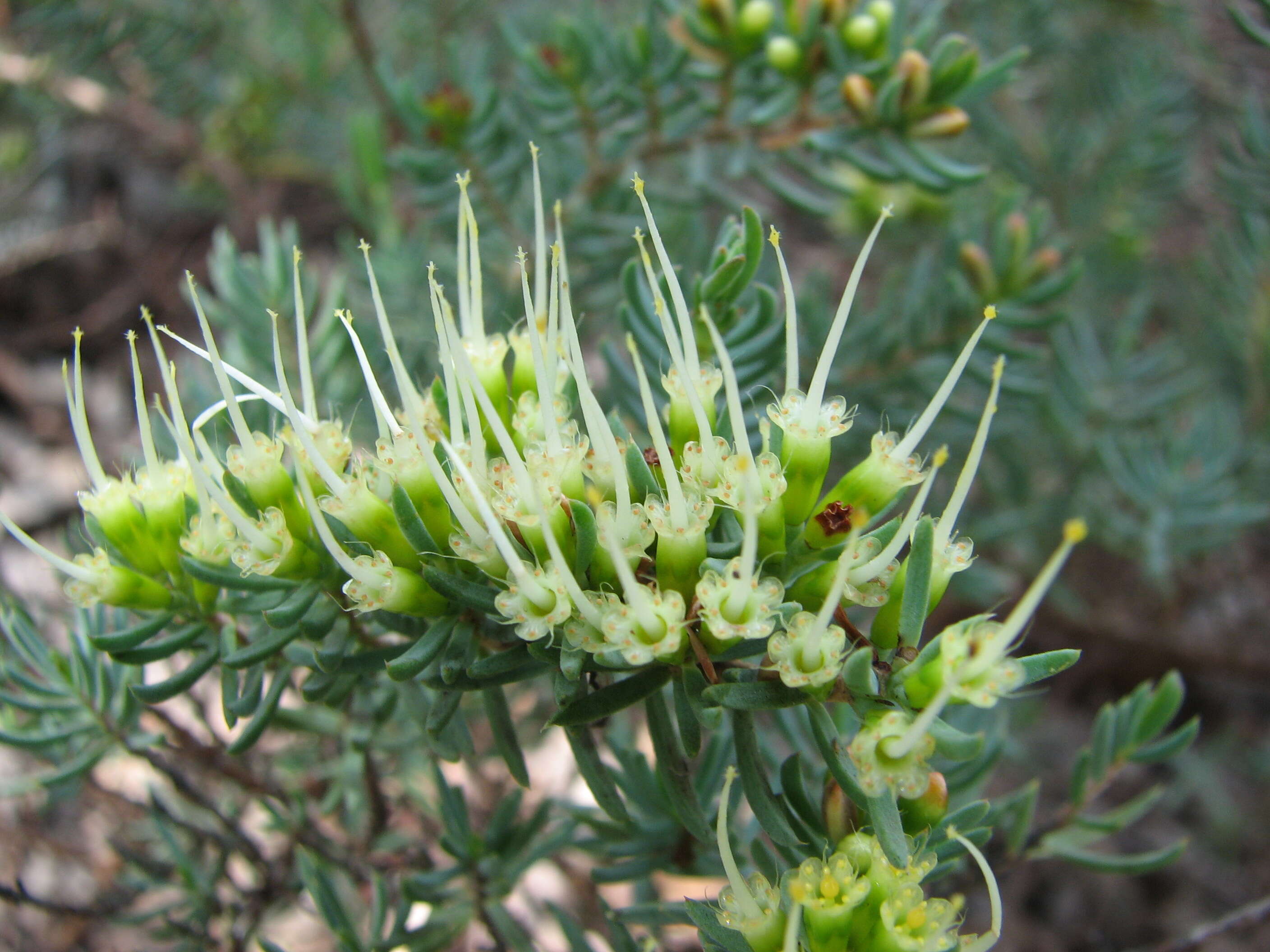 Homoranthus papillatus N. B. Byrnes的圖片