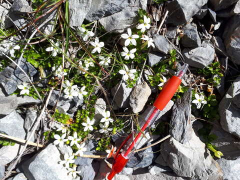 صورة Lobelia macrodon (Hook. fil.) Lammers