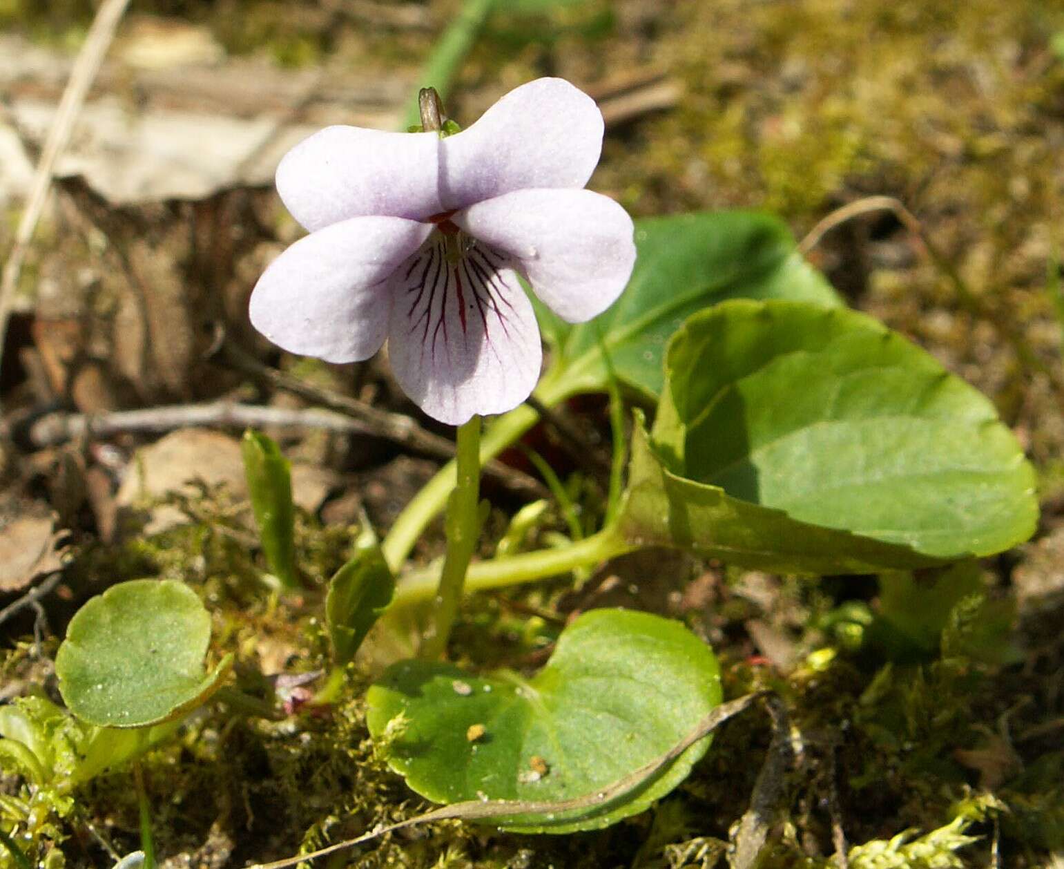 Plancia ëd Viola palustris L.