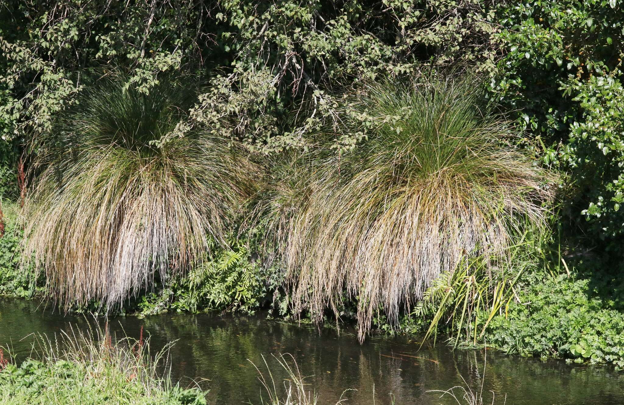 Image of Carex secta Boott