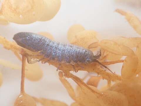 Image of metallic marine isopod