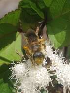 Image of Halictus frontalis Smith 1853