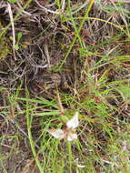 Image of Moraea unguiculata Ker Gawl.