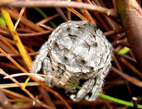 Image of common bark spider