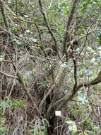 Image of Oriental Photinia