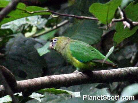 Image of Scarlet-shouldered Parrotlet