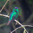 Image of Violet-capped Hummingbird