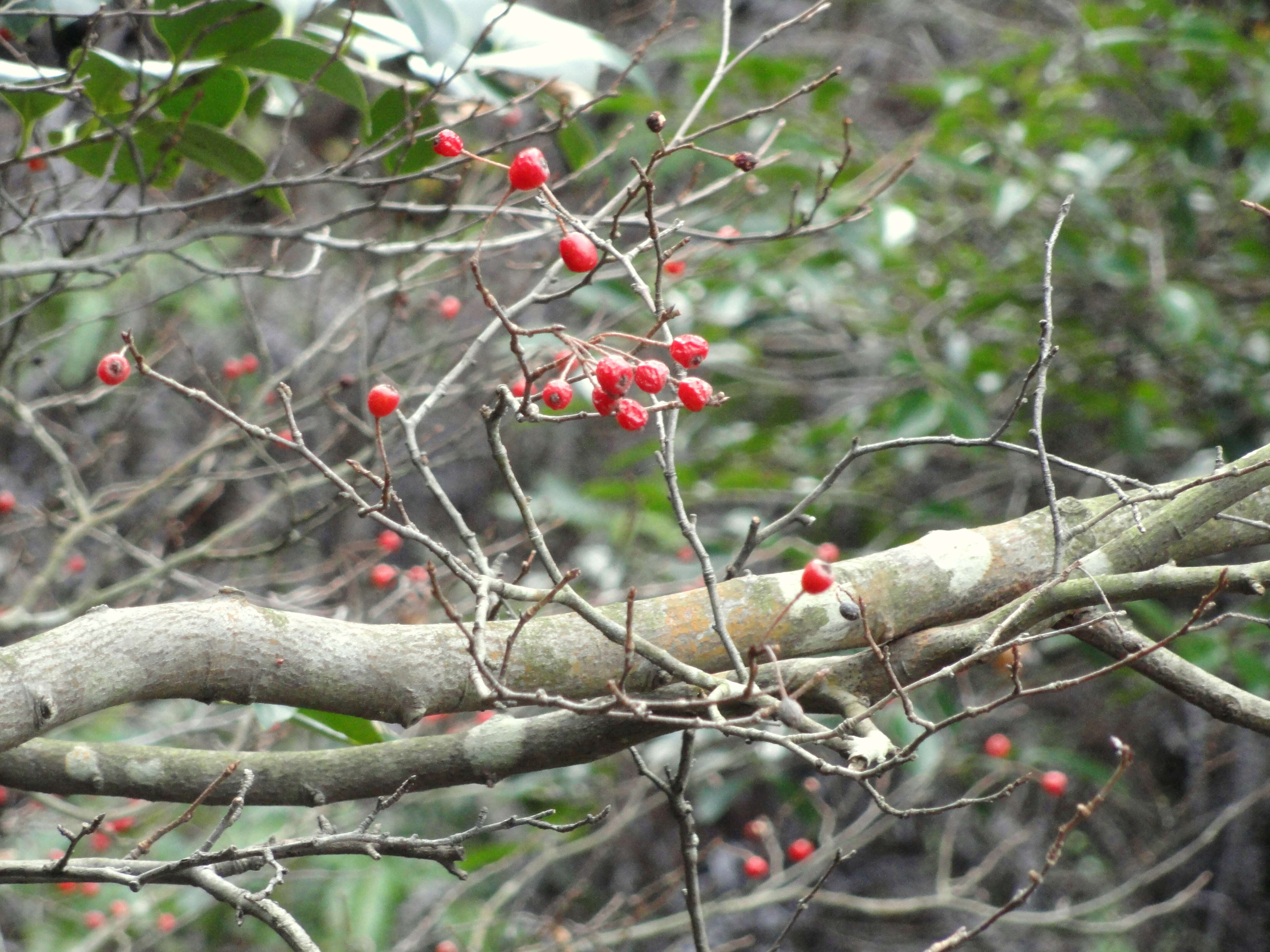 Image of Oriental Photinia