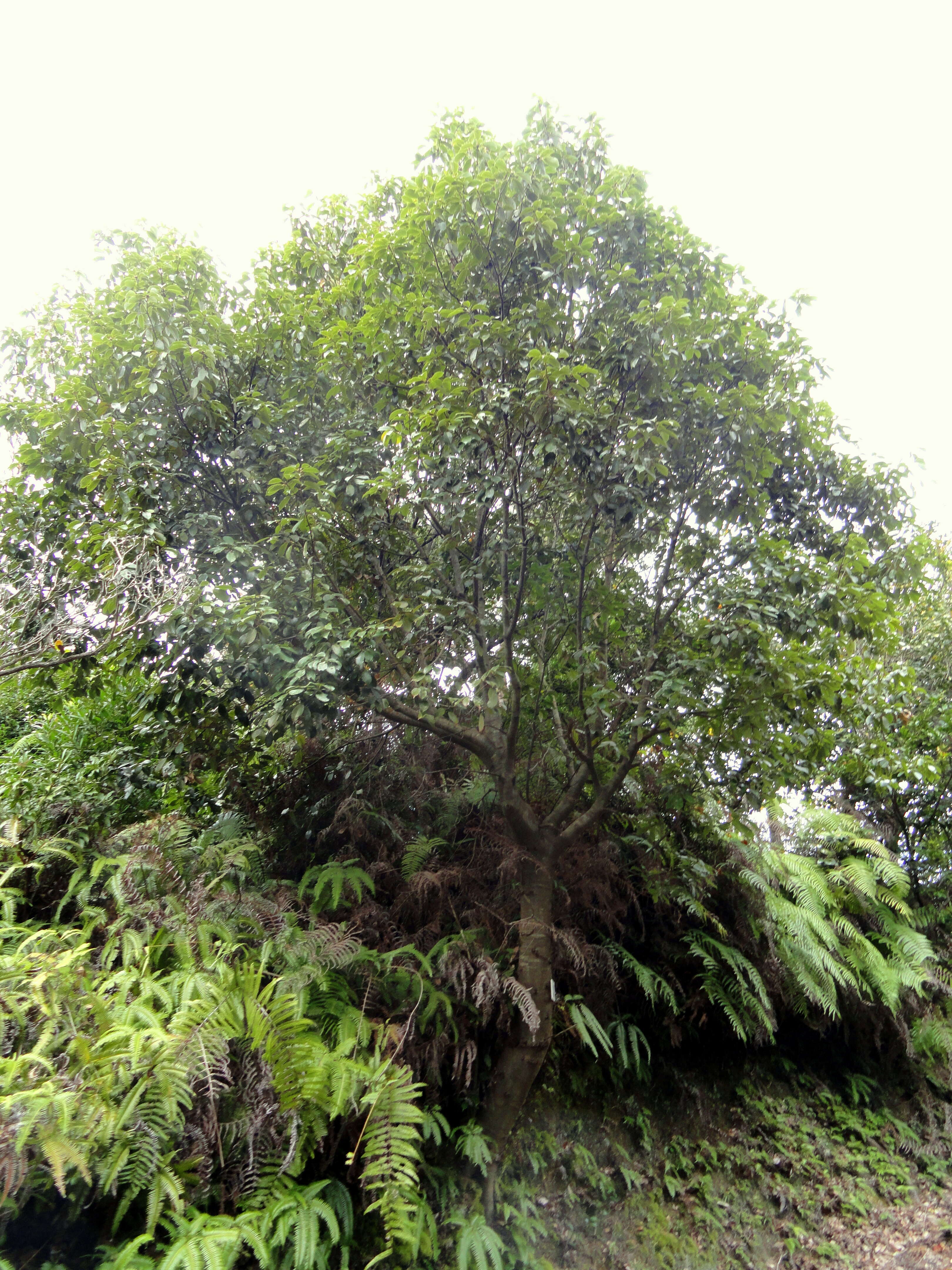 Image of ring-cup oak