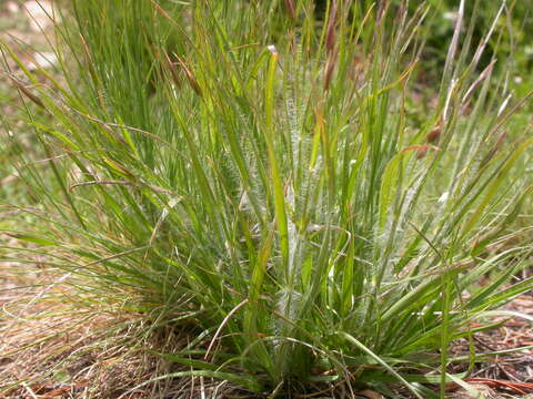 Image de Danthonia unispicata (Thurb.) Munro ex Macoun