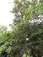 صورة <i>Quercus phillyraeoides</i>