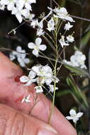 Image de Heliophila amplexicaulis L. fil.