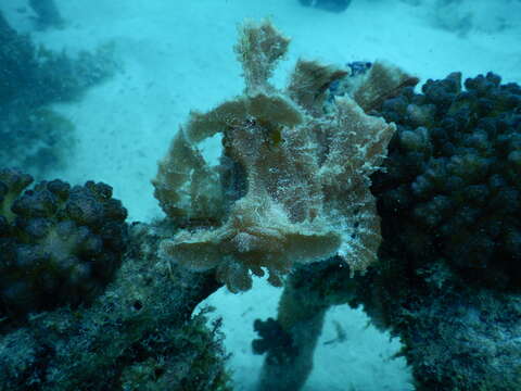 Image of Eschmeyer's scorpionfish