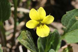 Image of upland yellow violet