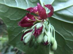 Image de Podophyllum pleianthum Hance