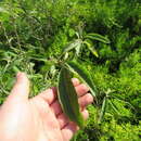 Image de Solanum donianum Walp.