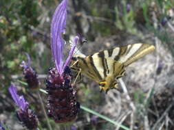 Imagem de Lavandula pedunculata (Mill.) Cav.