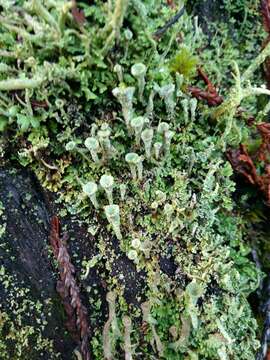 Image of cup lichen