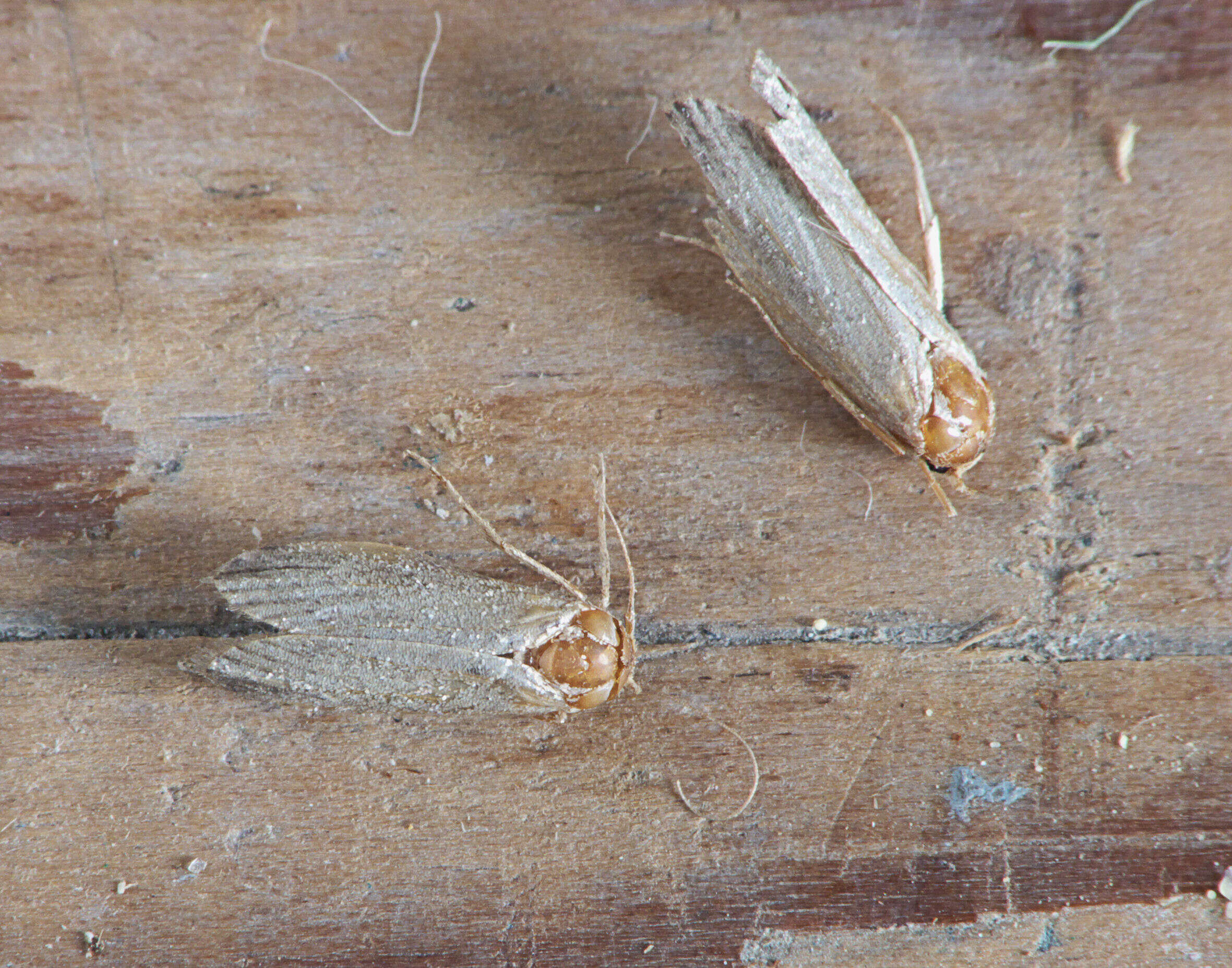 Image of Lesser Wax Moth