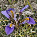 Image of Iris unguicularis subsp. cretensis (Janka) A. P. Davis & Jury