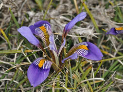 Image of Iris unguicularis subsp. cretensis (Janka) A. P. Davis & Jury