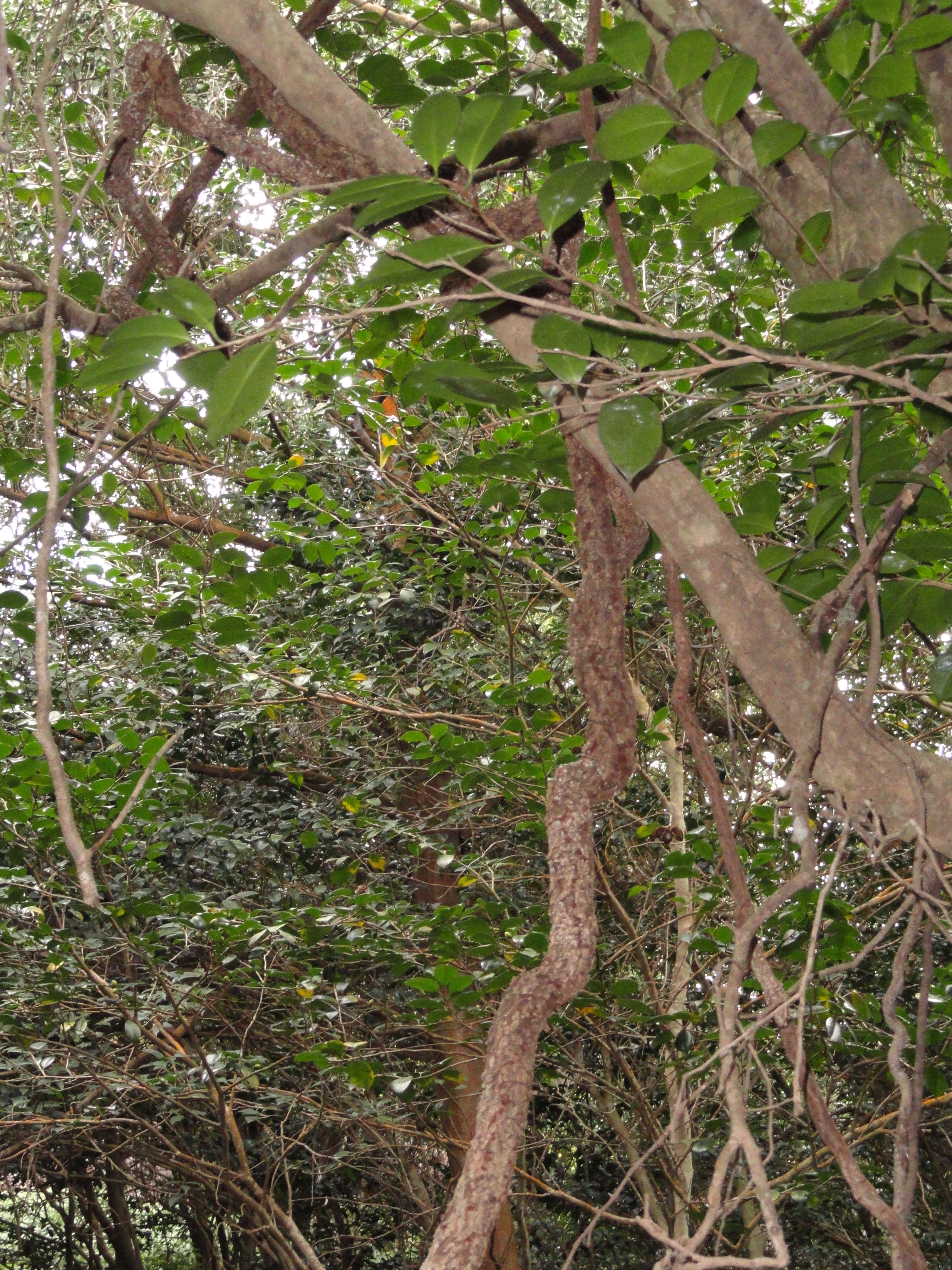 Image of Schisandra repanda (Sieb. & Zucc.) Radlk.