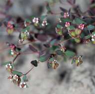 صورة Euphorbia villifera Scheele