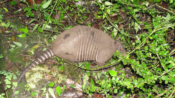 Image of long-nosed armadillos