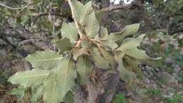 Image of Chihuahuan oak
