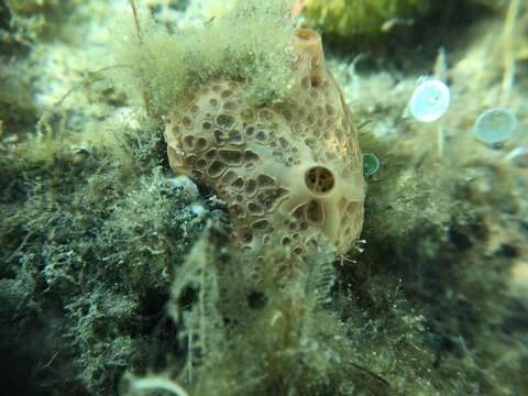 صورة Hemimycale columella (Bowerbank 1874)