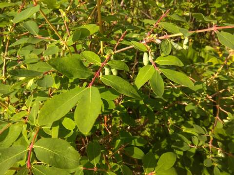 Imagem de Lonicera caerulea subsp. altaica (Pall.) Gladkova