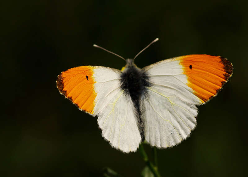 Image of orange tip