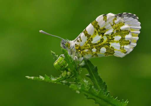 Image of orange tip