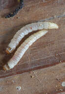 Image of Lesser Wax Moth